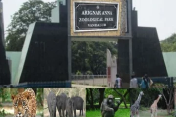 வண்டலூர் உயிரியல் பூங்கா இன்று முதல் மீண்டும் திறப்பு - பொதுமக்கள் உற்சாகம்