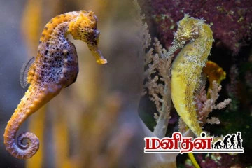 அருமருந்தாகும் கடல் குதிரை.. அரசாங்கம் விடுத்துள்ள எச்சரிக்கை