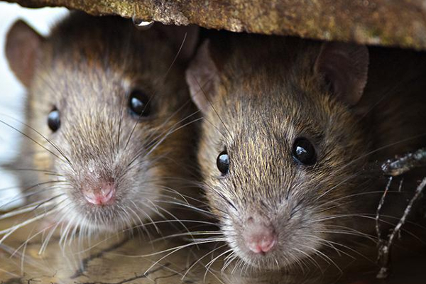 Rat