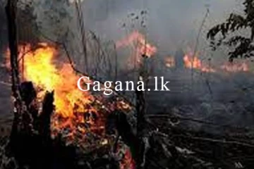 වගා රක්ෂිතයක හටගත් ගින්න.