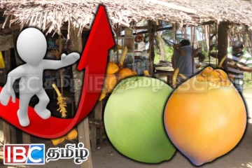 தேங்காயை தொடர்ந்து நாட்டில் உச்சம் தொட்ட இளநீர் விலை