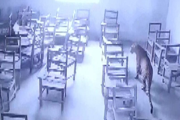 உ.பி.யில் கல்லூரிக்குள் நுழைந்த சிறுத்தை - மாணவன் மீது ஆக்ரோஷ தாக்குதல் - திக் திக் வீடியோ வைரல் - தமிழ்நாடு