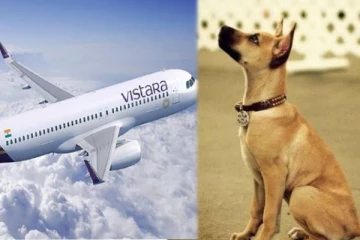 தரையிறங்க வந்த விமானம்; புறப்பட்ட இடத்துக்கே திருப்பி விட்ட தெரு நாய் - என்ன நடந்தது?