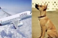 தரையிறங்க வந்த விமானம்; புறப்பட்ட இடத்துக்கே திருப்பி விட்ட தெரு நாய் - என்ன நடந்தது?