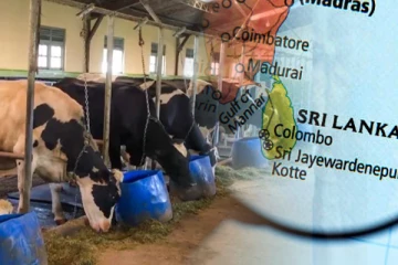 மூடப்பட்டுள்ள ஆயிரக்கணக்கான கால்நடை பண்ணைகள்