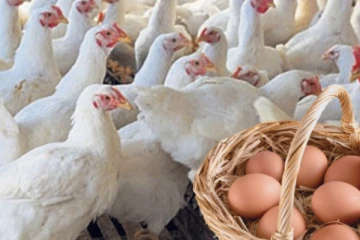 කුකුළු මස් හා බිත්තර නිෂ්පාදන කර්මාන්තය නව මාවතකට..?