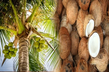 தேங்காய் உற்பத்தியில் வீழ்ச்சி கண்டுள்ள இலங்கை