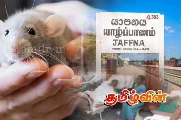 யாழில் அதிகரிக்கும் எலிக்காய்ச்சல் நோயாளர்கள்: தொடரும் தடுப்பு நடவடிக்கைகள்