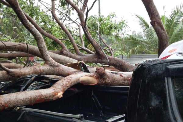 யாழில் தவிசாளரின் வாகனத்தின் மீது விழுந்த மரம்; தெய்வாதீமனாக தப்பிய உயிர்கள் | Tree Fell Pradeshiya Sabha Vehicle Jaffna