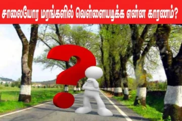 சாலையோரம் உள்ள மரங்களில் வெள்ளை அடிக்க இது தான் காரணமா? கட்டாயம் தெரிஞ்சிக்கோங்க
