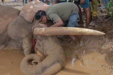 මීට සුළු මොහොතකට පෙර කාවන්තිස්ස හස්තිරාජයා මියයයි