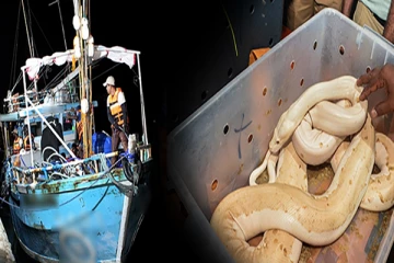 சட்டவிரோதமான முறையில் மலைப்பாம்பை கடத்திய ஐவர் கைது