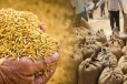விவசாயிகளிடமிருந்து மேலும் நெல் கொள்வனவு செய்ய அரசு திட்டம்