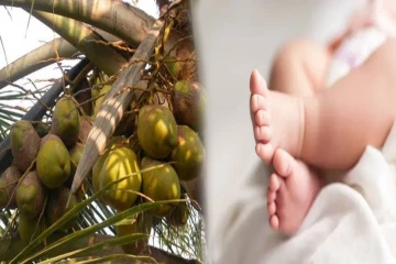 தேங்காய் தலையில் விழுந்து ஒன்றரை வயது ஆண் குழந்தை பலி