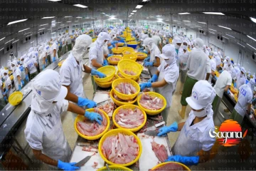 අපොයි ආපදාවෙන් මසුන් අපනයන කරන මධ්‍යස්ථාන 15ක් විනාශයි