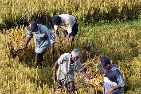 இலங்கையில் இளைஞர்களுக்கு அரச நிலம்! ஜனாதிபதி உத்தரவு | Land For Youngers In Srilanka Gotabaya Order