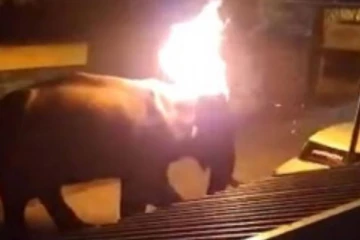 யானைக்கு தீ வைத்தவர்கள் மீது குண்டர் சட்டம் - நீலகிரி ஆட்சியர் உத்தரவு