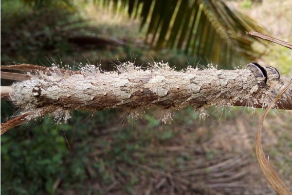 අරුම පුදුම යෝධ දළඹුවෙක් හමුවෙයි(PHOTOS) | Giant Caterpillar අරුම පුදුම යෝධ දළඹුවෙක් හමුවෙයි(PHOTOS) | Giant Caterpillar