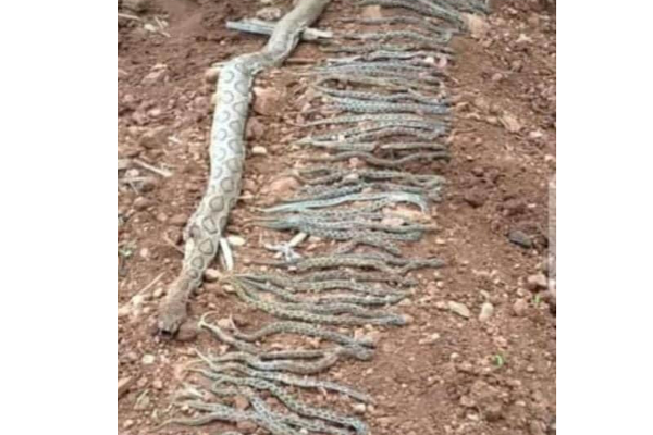 இறந்த பாம்பின் வயிற்றுக்குள் இருந்து உயிருடன் வெளிவரும் குட்டிகள்....மலைப்போல் குவிந்து கிடக்கும் ஆச்சரியம்! | 50 Cubs Inside The Stomach Of Dead Snake