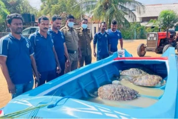 வீட்டில் மறைத்து வைக்கப்பட்டிருந்த அரியவகை ஐந்து கடலாமைகள் மீட்பு!