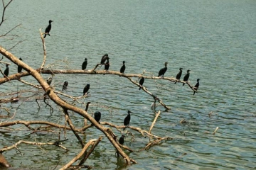 கண்டியில் திறந்து வைக்கப்படவுள்ள வெளி நாட்டுப் பறவைகள் பூங்கா