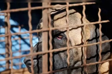 நூற்றாண்டு கால பழக்கம் - நாய் இறைச்சிக்கு தடை விதிக்கும் நாடு!