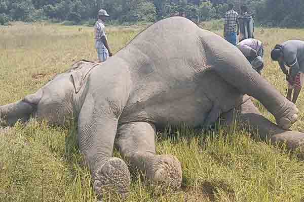 கிளிநொச்சியில் உயிரிழந்த யானை மீட்பு | Elephant That Died In Kilinochchi Recovered