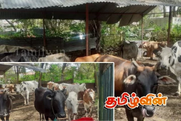வவுனியாவில் கட்டாக்காலி மாடுகள் குறித்து எடுக்கப்பட்டுள்ள நடவடிக்கை