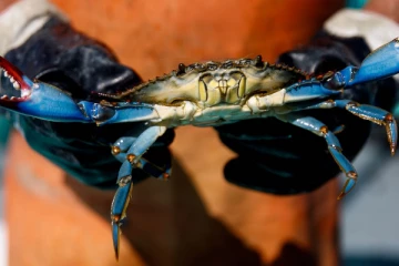 நாட்டையே நடுங்க வைத்த நீல நண்டு; அழிக்க போராடும் அரசு - அப்படி என்ன காரணம்?