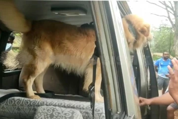 ශ්‍රී පාද වන්දනාවේ යන අය ගැන මේ සුනඛයා දැඩි විමසිල්ලෙන්..03 දෙනෙකුට ඊයෙ කරපු වැඩේ.(PHOTOS)