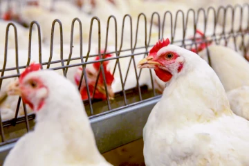 கோழி ஏற்றுமதிக்கு தடை விதித்த நியூசிலாந்து!