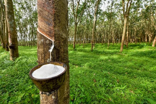 இலங்கையின் மற்றுமொரு துறைக்கு அமெரிக்காவினால் ஏற்பட்டுள்ள பாதிப்பு | Trump S Tariffs Sl S Another Sector In Risk