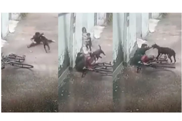 12 வயது சிறுவனை பாய்ந்து கடித்த கொடூர நாய்