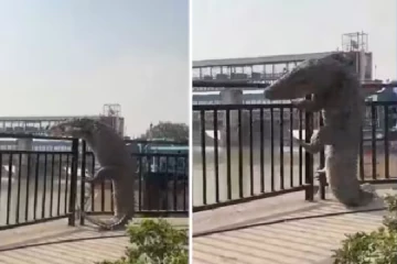 காப்பகத்தை விட்டு வெளியேறிய முதலை அச்சத்தில் மக்கள் வைரலான வீடியோ