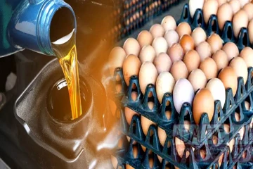 எரிபொருள் தட்டுப்பாட்டை தொடர்ந்து முட்டை விலை அதிகரிப்பு