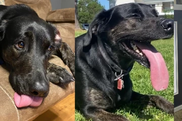 බලන්නකෝ එයා කරලා තියන වැඩේ..ගිනස් පොත අලුත් කළ බල්ලා - (PHOTOS )