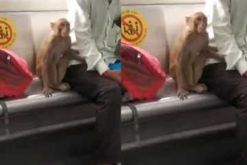 டெல்லி மெட்ரோ ரயிலில் சுதந்திரமாக சுத்தித் திரியும் குரங்கு! மீண்டும் மீண்டும் ரசிக்க வைத்த காட்சி
