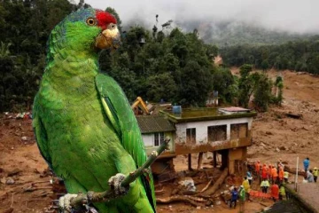 வளர்ப்பு கிளியால் நிலச்சரிவில் உயிர்தப்பிய குடும்பம்.., நெகிழ்ச்சி சம்பவம்