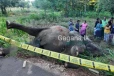 අලියෙක්ට වෙඩි තැබූ පොලිසිය..යළි නොඑන ගමන් යයි.(PHOTO)