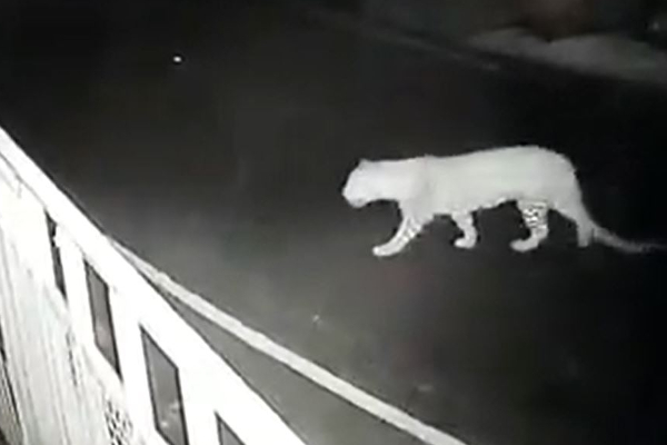 நள்ளிரவில் உலா வரும் சிறுத்தையால் பொதுமக்கள் அச்சம் - தமிழ்நாடு