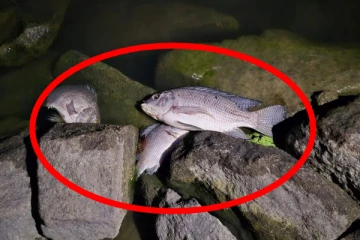 இறந்து கரையொதுங்கும் மீன்கள்; வவுனியா மக்களுக்கு எச்சரிக்கை