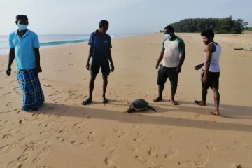 மட்டக்களப்பு கடற்கரை பகுதியில் உயிரிழந்த நிலையில் கரையொதுங்கியுள்ள கடல் ஆமைகள் மற்றும் டொல்பின்