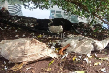 බේරේ වැවේ සතුන් මිය ගියේ ඇයි?..