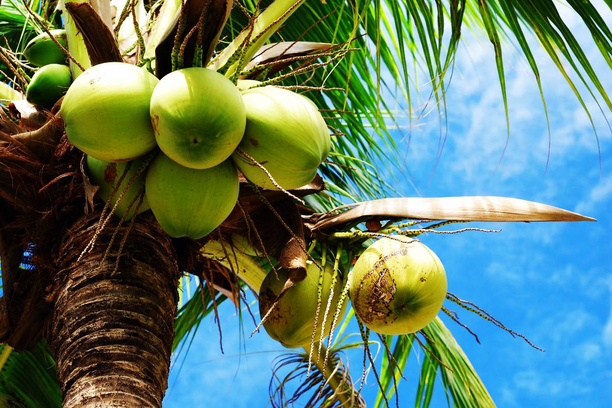 வடக்கில் தெங்கு உற்பத்தி திணைக்களத்தில் ஆளனி பற்றாகுறை! | Northern Coconut Dept Faces Staff Shortages