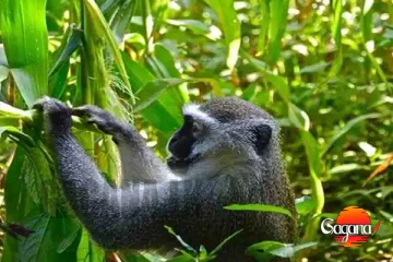 වගාවන්ට හානි කරන වන සතුන් එළවන්න රජයෙන් අලුත් වැඩක්