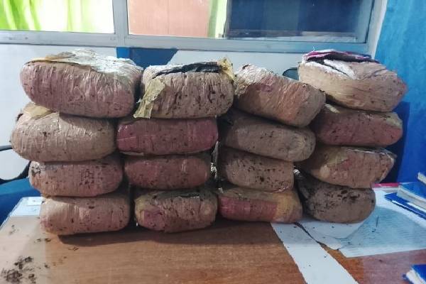 பொலிஸாரின் விசேட சுற்றிவளைப்பில் பெருந்தொகை கேரள கஞ்சா மீட்பு | Kerala Cannabis Seized In Special Raid Kilinochi