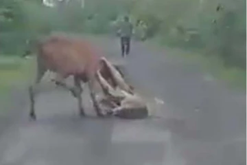 மாட்டை வேட்டையாட முயன்ற சிங்கம்! அடுத்த நொடியே விவசாயி என்ன செய்தார் தெரியுமா?