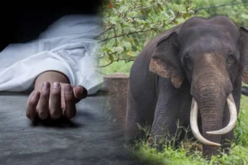 யானை தாக்கியதில் பாடசாலை மாணவன் உயிரிழப்பு