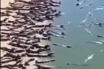 படையெடுத்த ஆயிரக்கணக்காண முதலைகள்! ஒரு நிமிடம் உறையவைத்த காட்சி