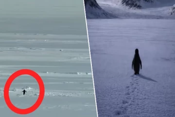 ஒரே நாளில் உலகளவில் ட்ரெண்டான ஒற்றை பென்குயின் ; வியப்பிலும் குழப்பத்திலும் இணையவாசிகள்